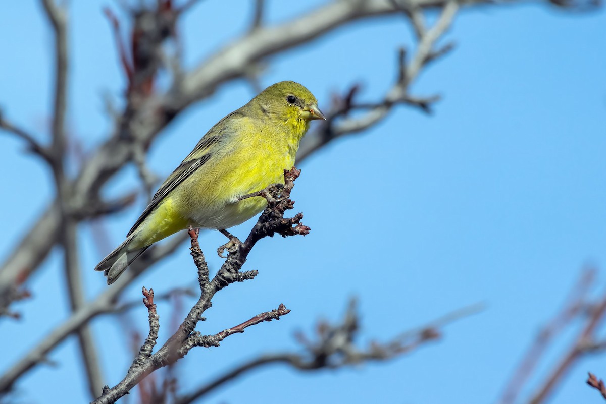 Lesser Goldfinch - ML645755866