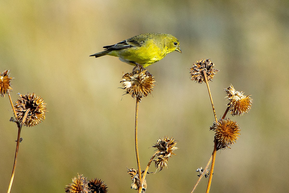 Lesser Goldfinch - ML645755867