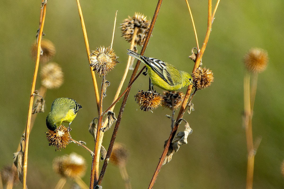 Lesser Goldfinch - ML645755868