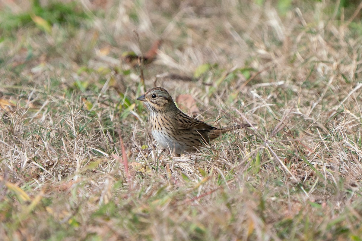 Lincoln's Sparrow - ML645755869