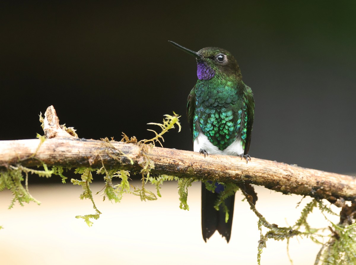 Tourmaline Sunangel - ML645755872