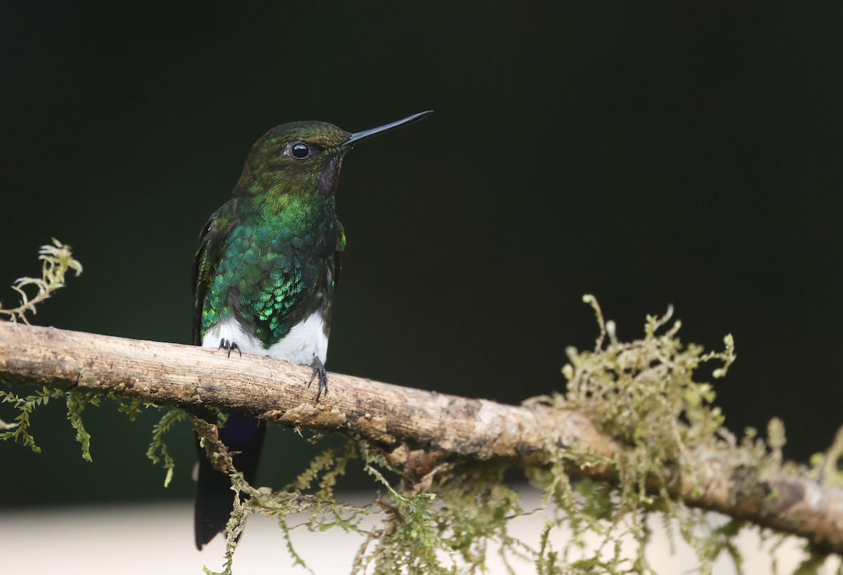 Tourmaline Sunangel - ML645755873