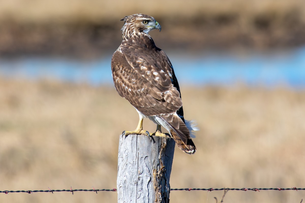 káně rudochvostá - ML645755881