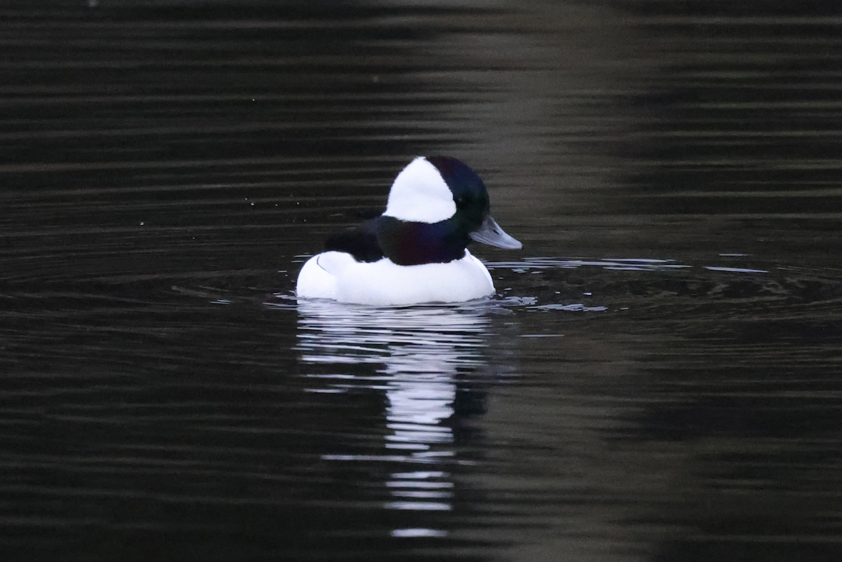 Bufflehead - ML645755887