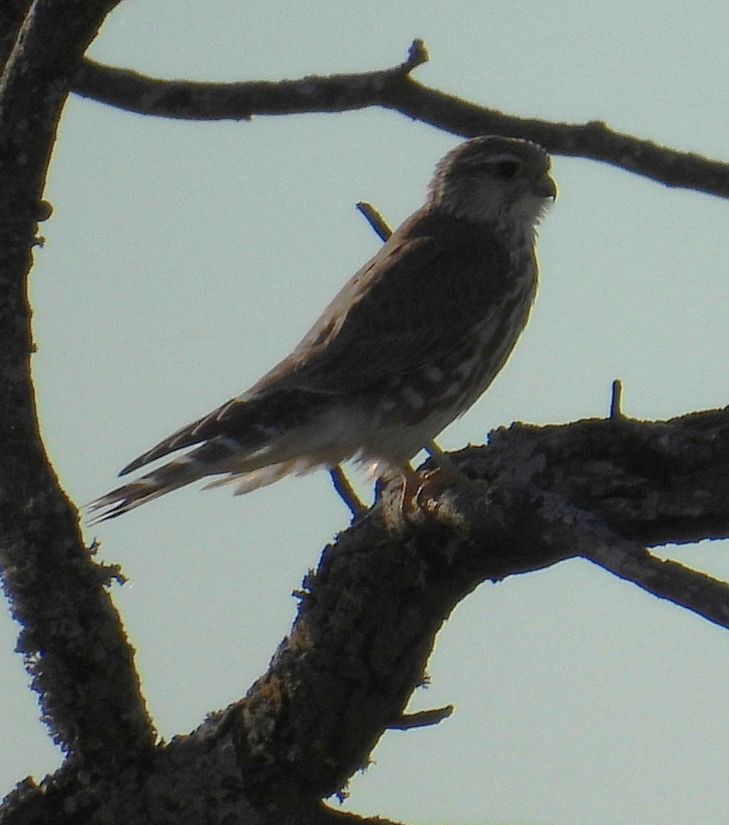 Merlin - ML645755892