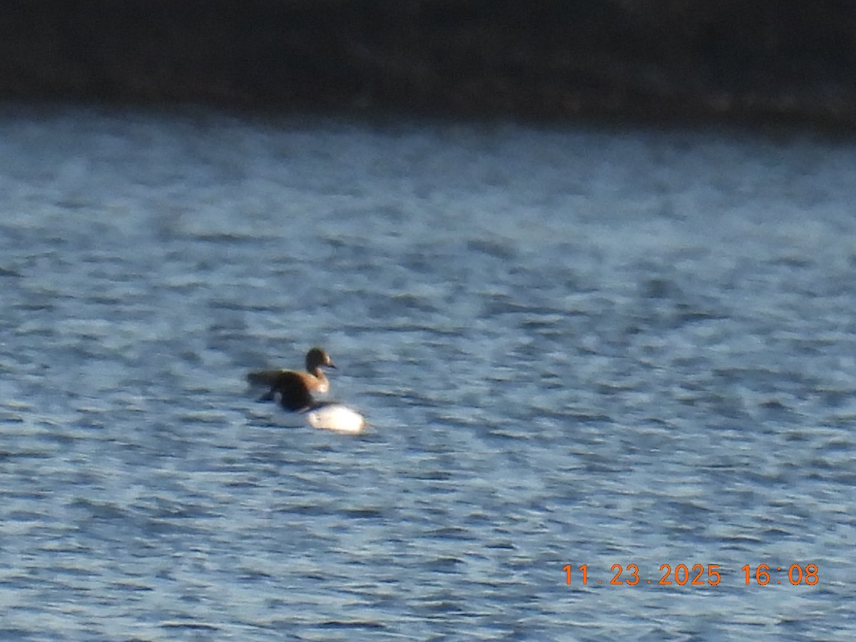 Common Goldeneye - ML645755893