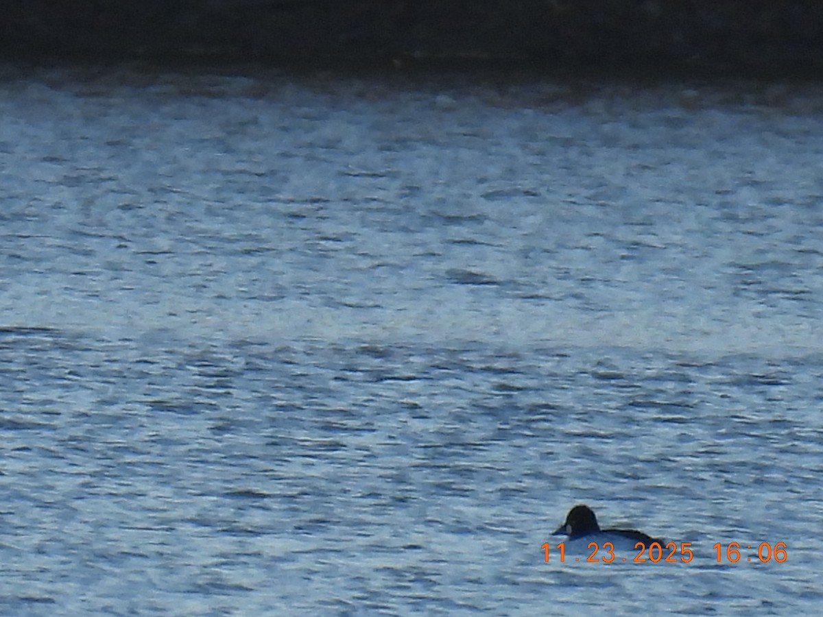 Common Goldeneye - ML645755903