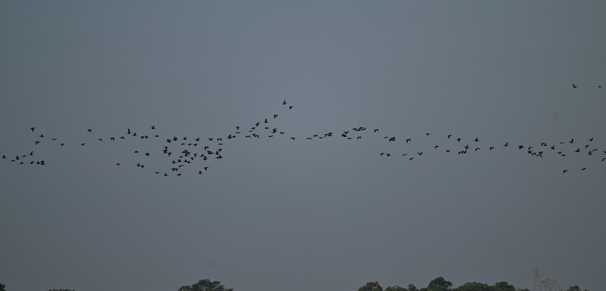 Karabatak (sinensis/hanedae) - ML645755906