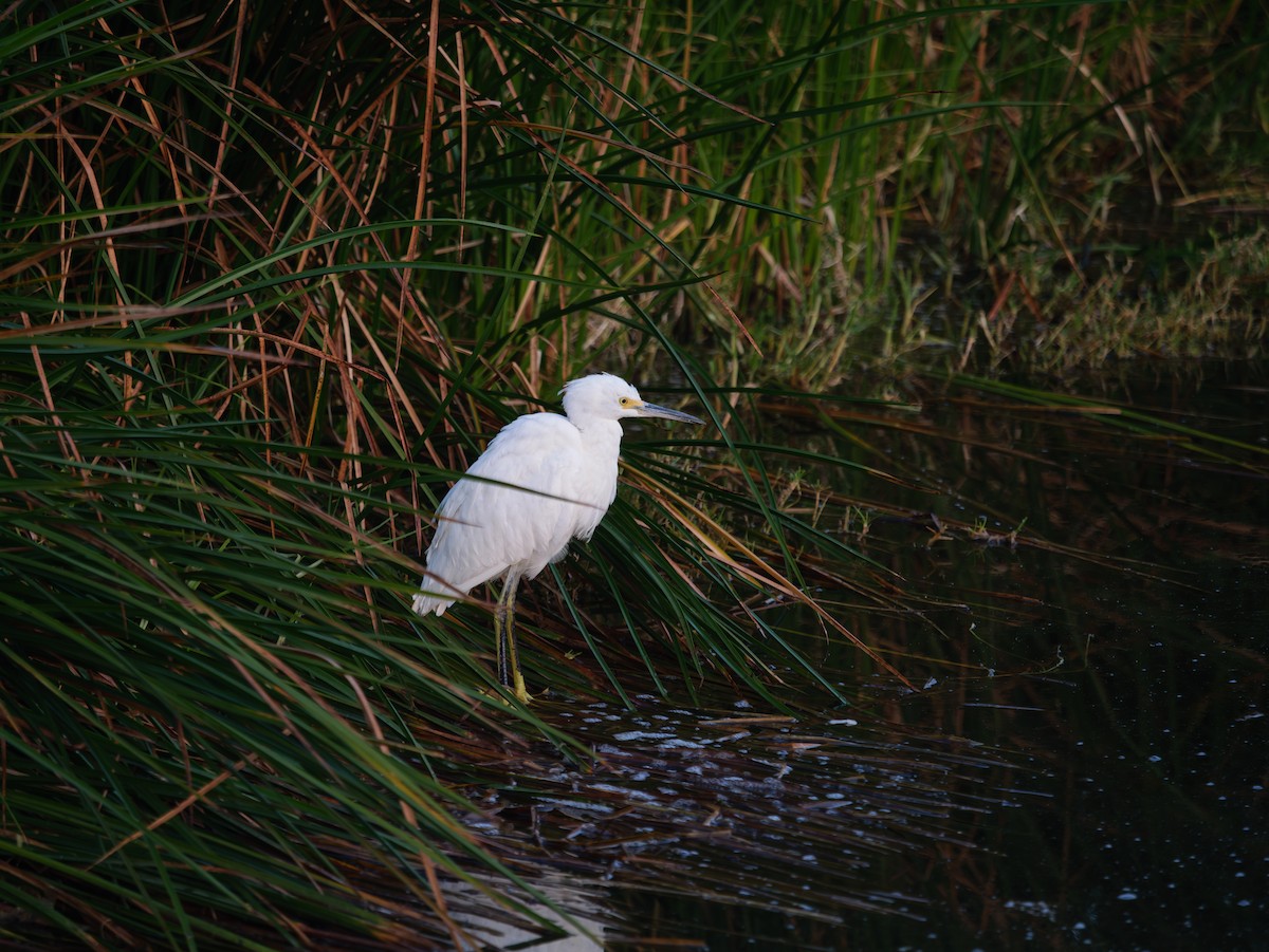 Snowy Egret - ML645755908