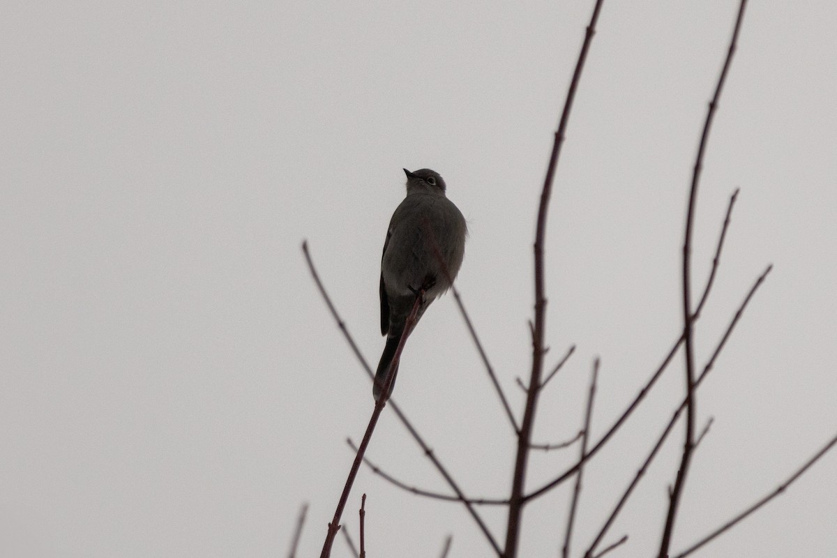 lesňák západní - ML645755918