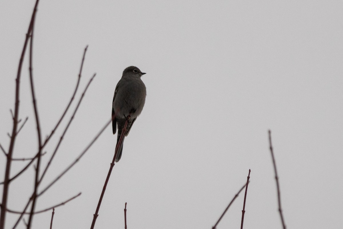 lesňák západní - ML645755920