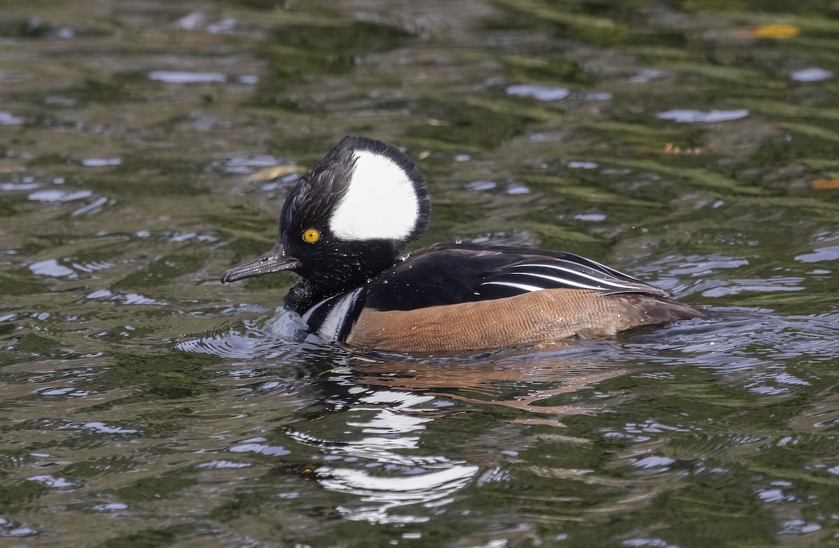 Hooded Merganser - ML645755925