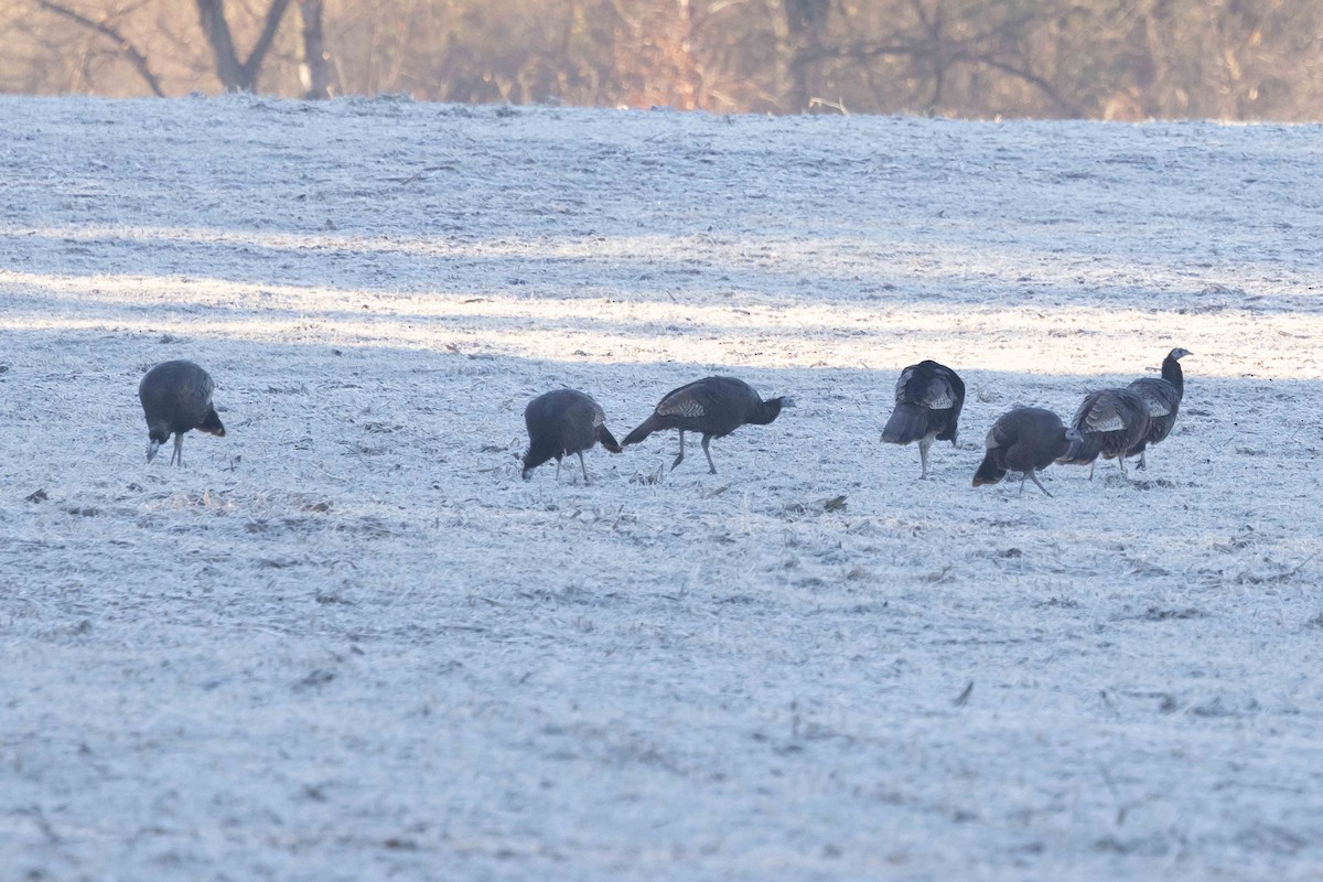 Wild Turkey - ML645755927