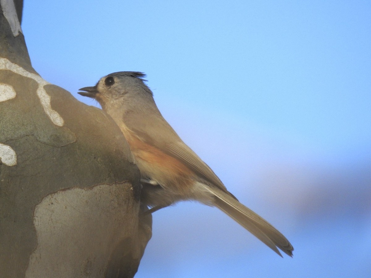 gråduskmeis - ML645755929