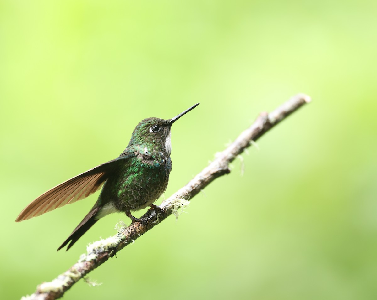 Tourmaline Sunangel - ML645755930