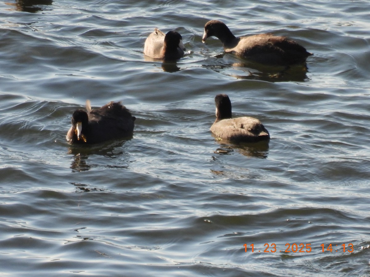 American Coot - ML645755931