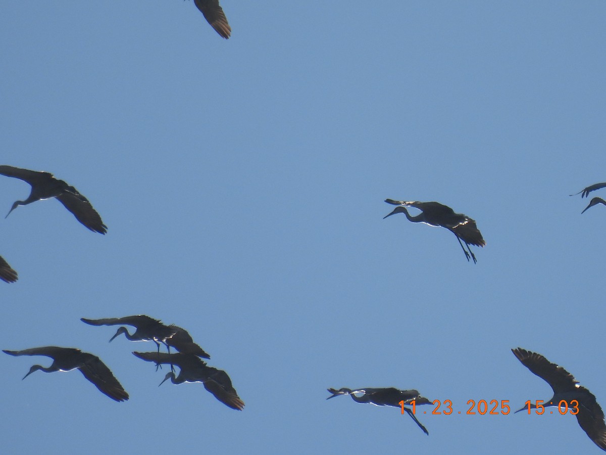 Sandhill Crane - ML645755936