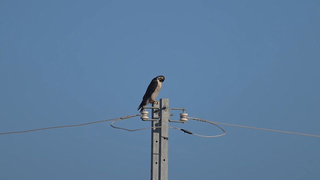 Сапсан - ML645755942