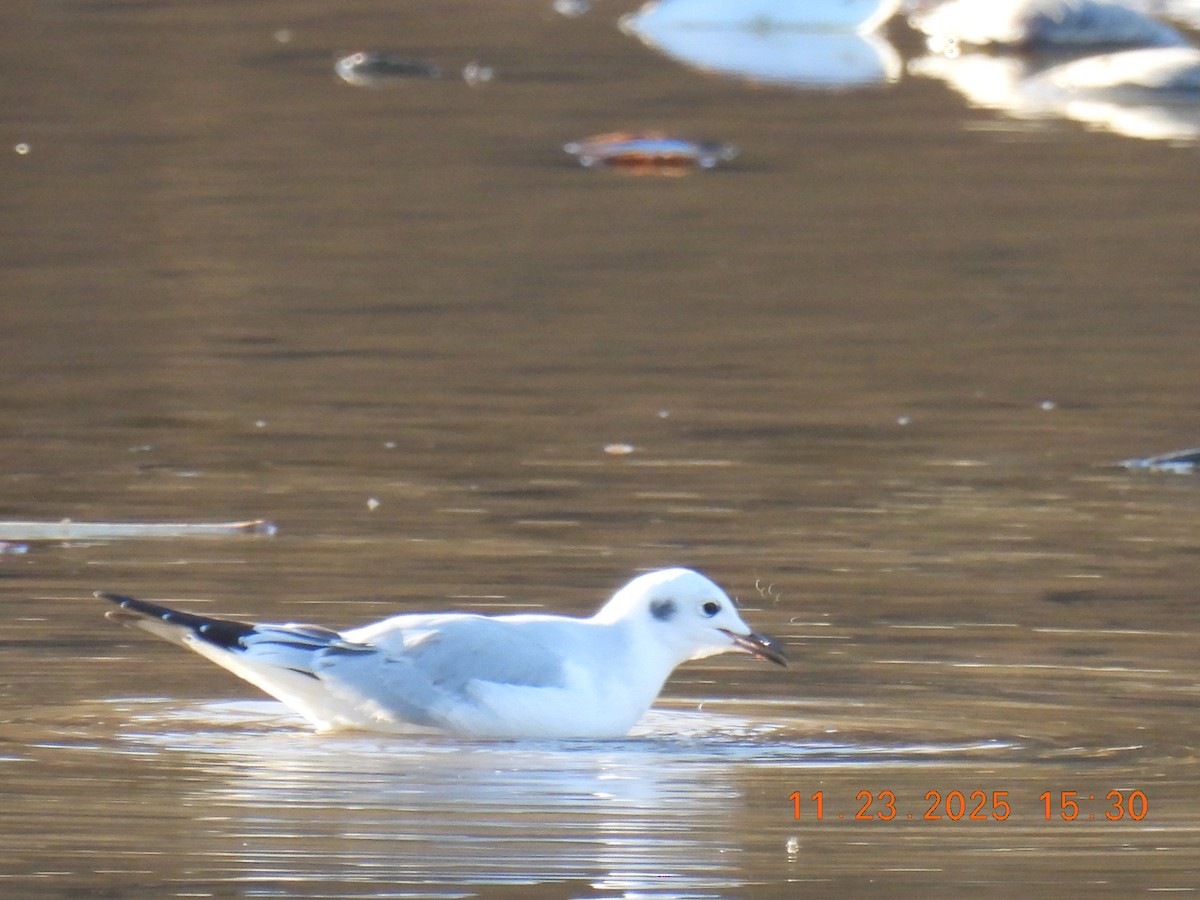 Bonaparte's Gull - ML645755945