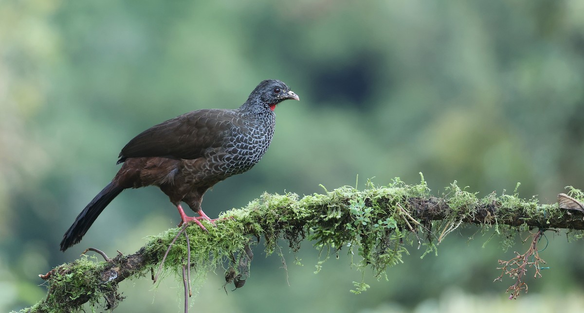 Andean Guan - ML645755947