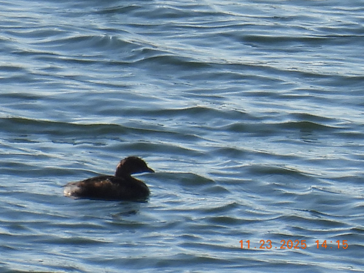 Pied-billed Grebe - ML645755970