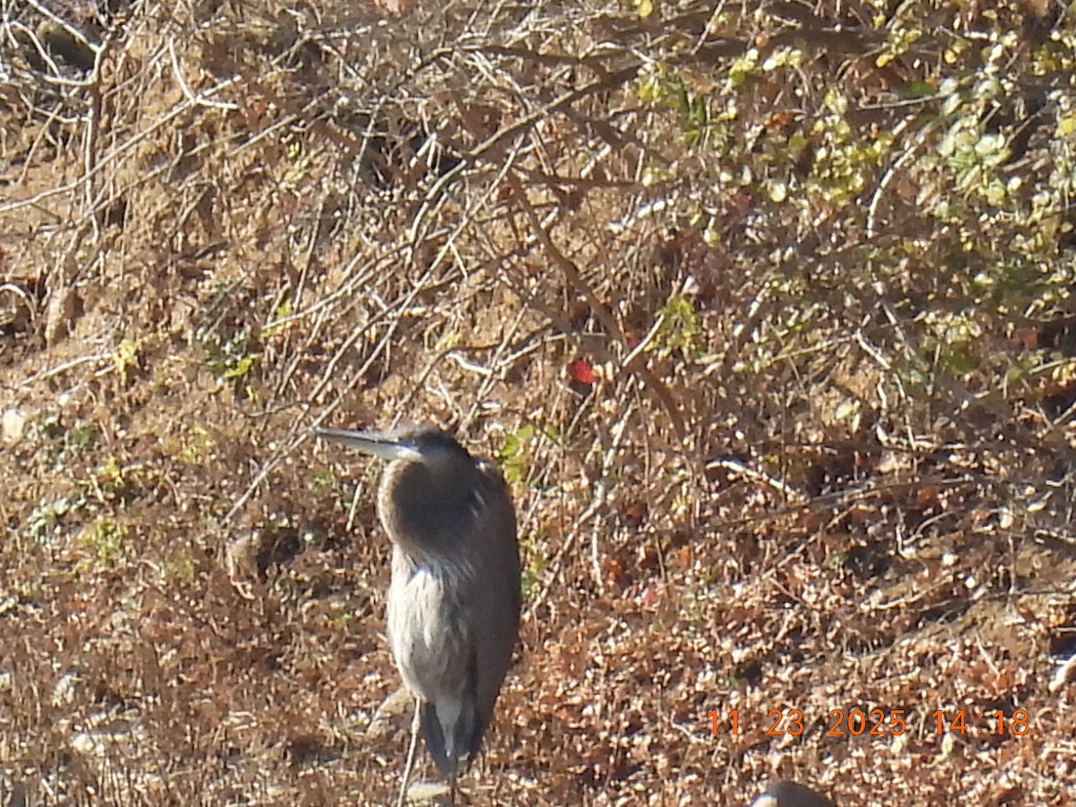 Great Blue Heron - ML645755976
