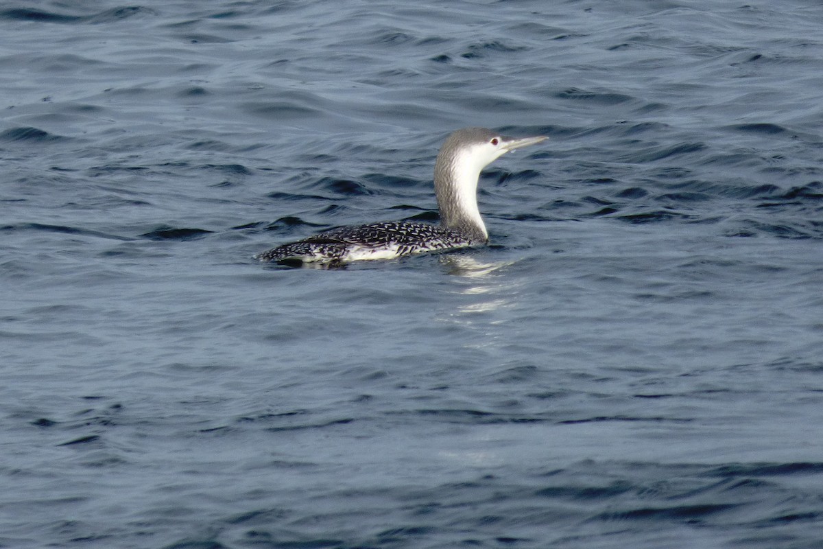 Plongeon catmarin - ML645755978