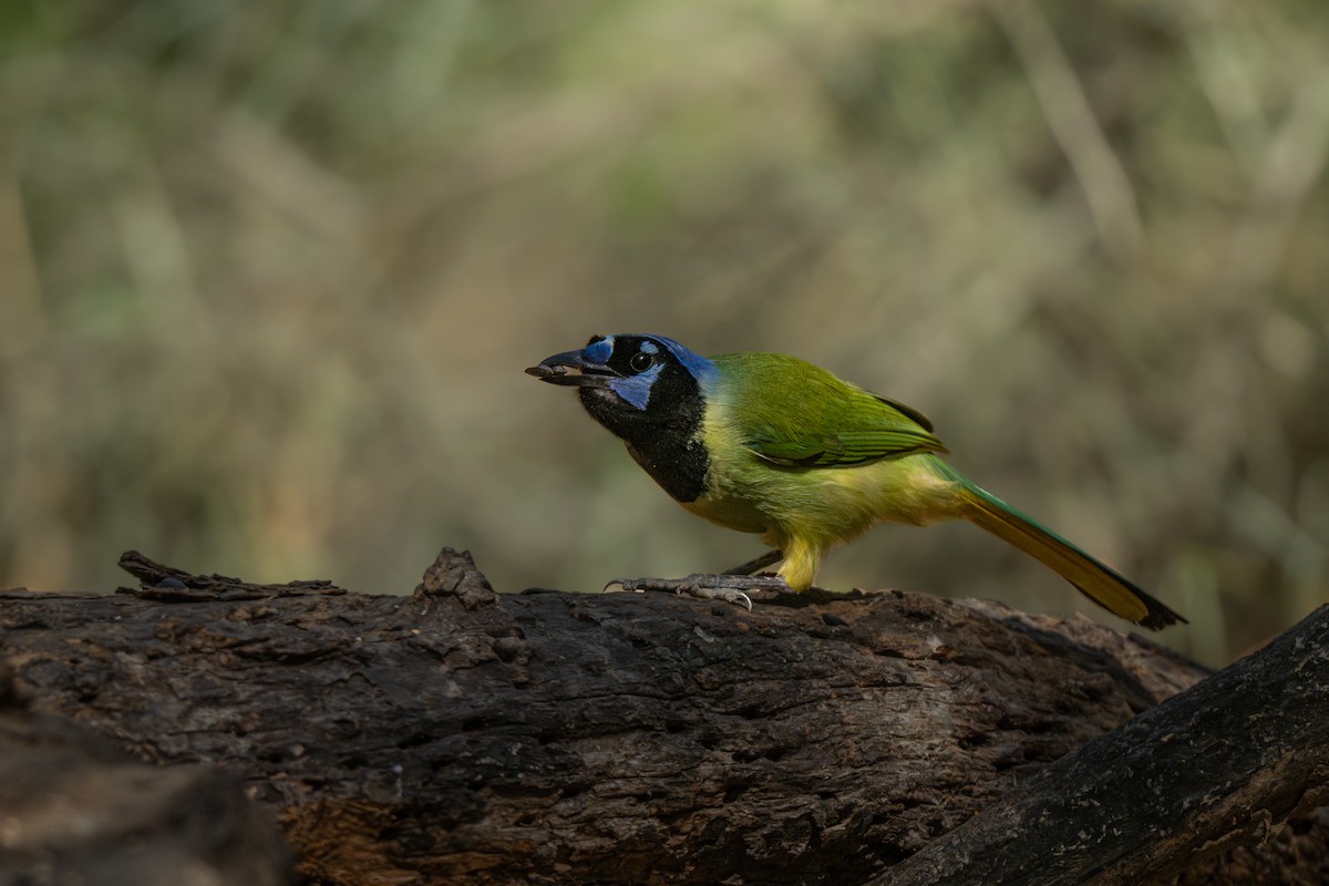 Geai vert - ML645755979