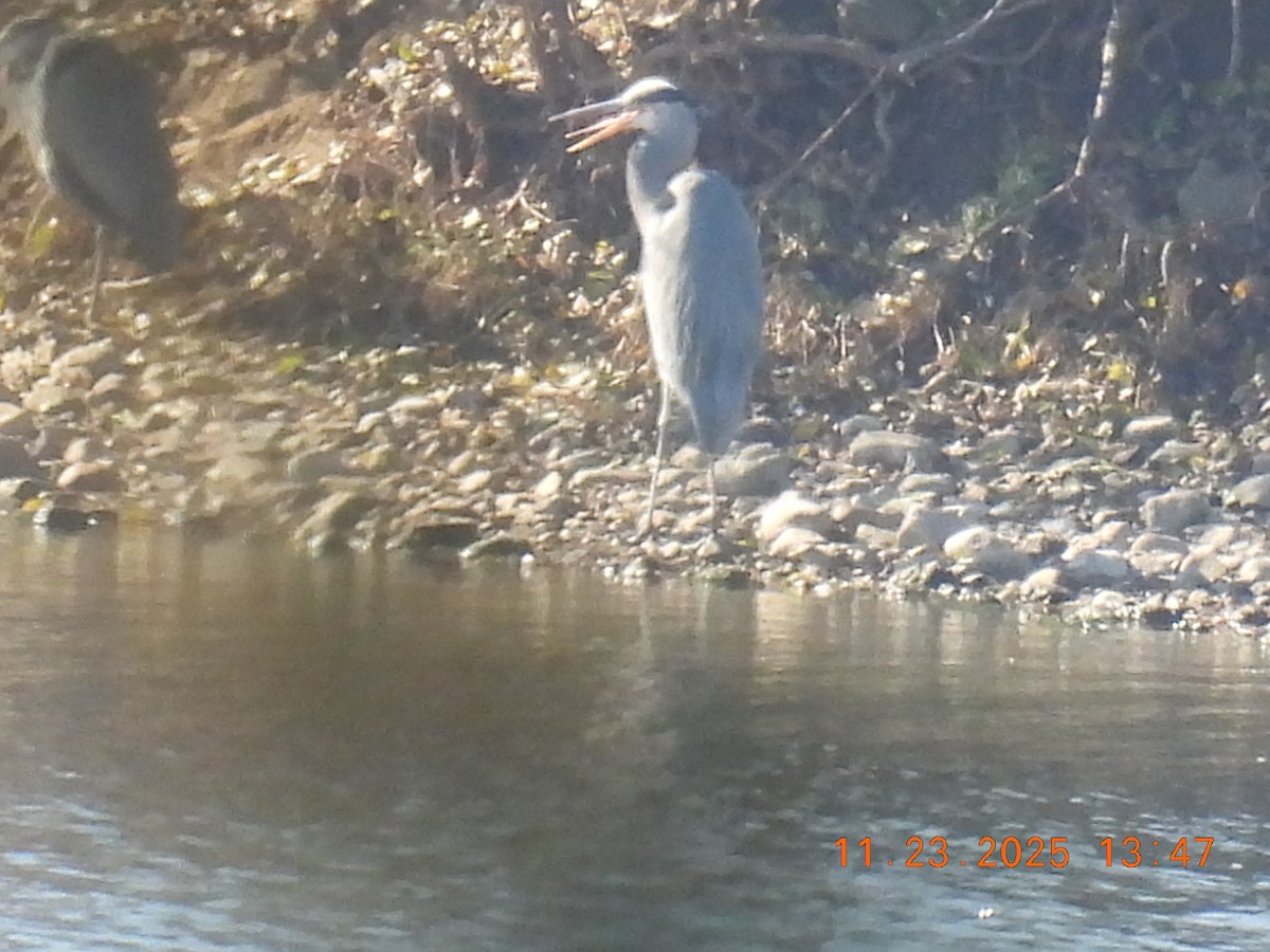 Great Blue Heron - ML645755982