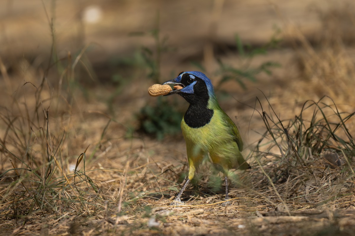 Geai vert - ML645755986