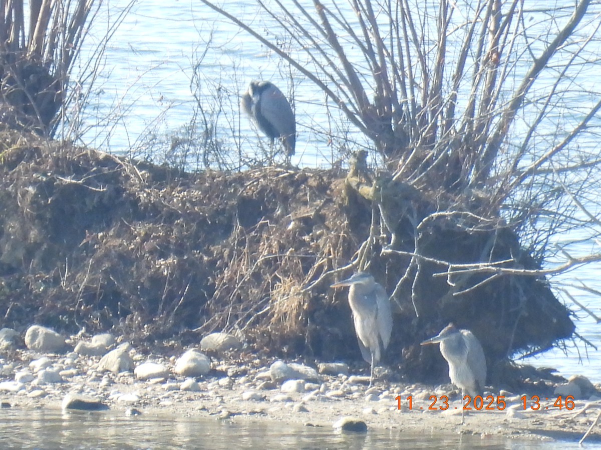 Great Blue Heron - ML645755987