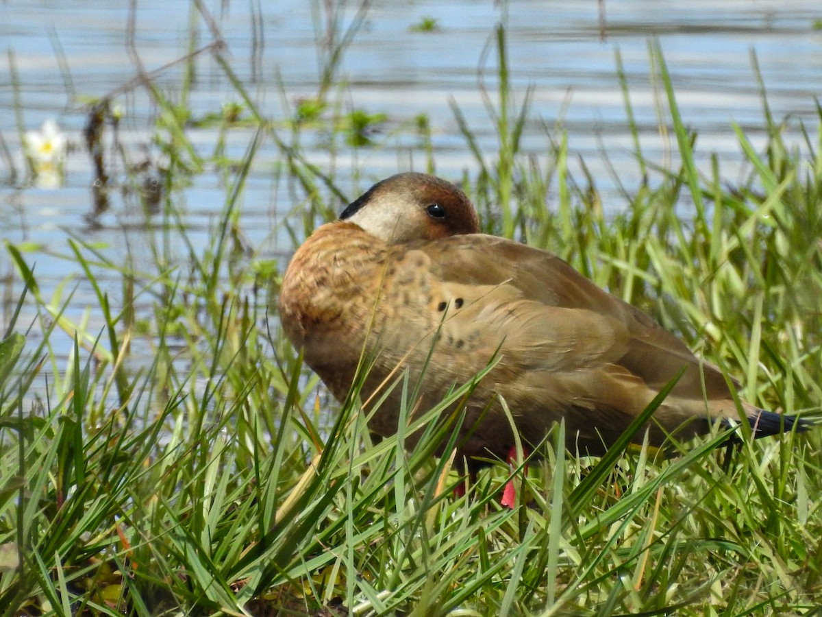 Brazilian Teal - ML645756008