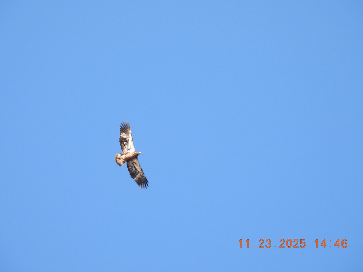 Pygargue à tête blanche - ML645756014