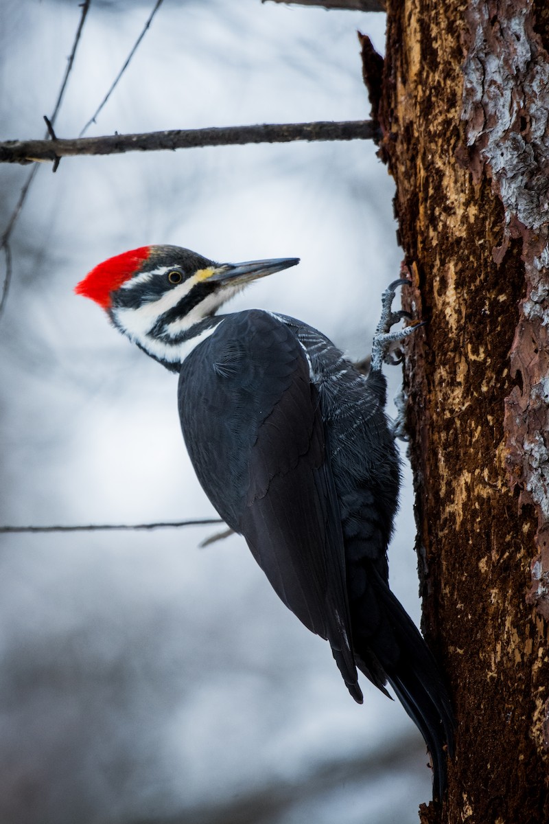 Kuzey Amerika Kara Ağaçkakanı - ML645756018