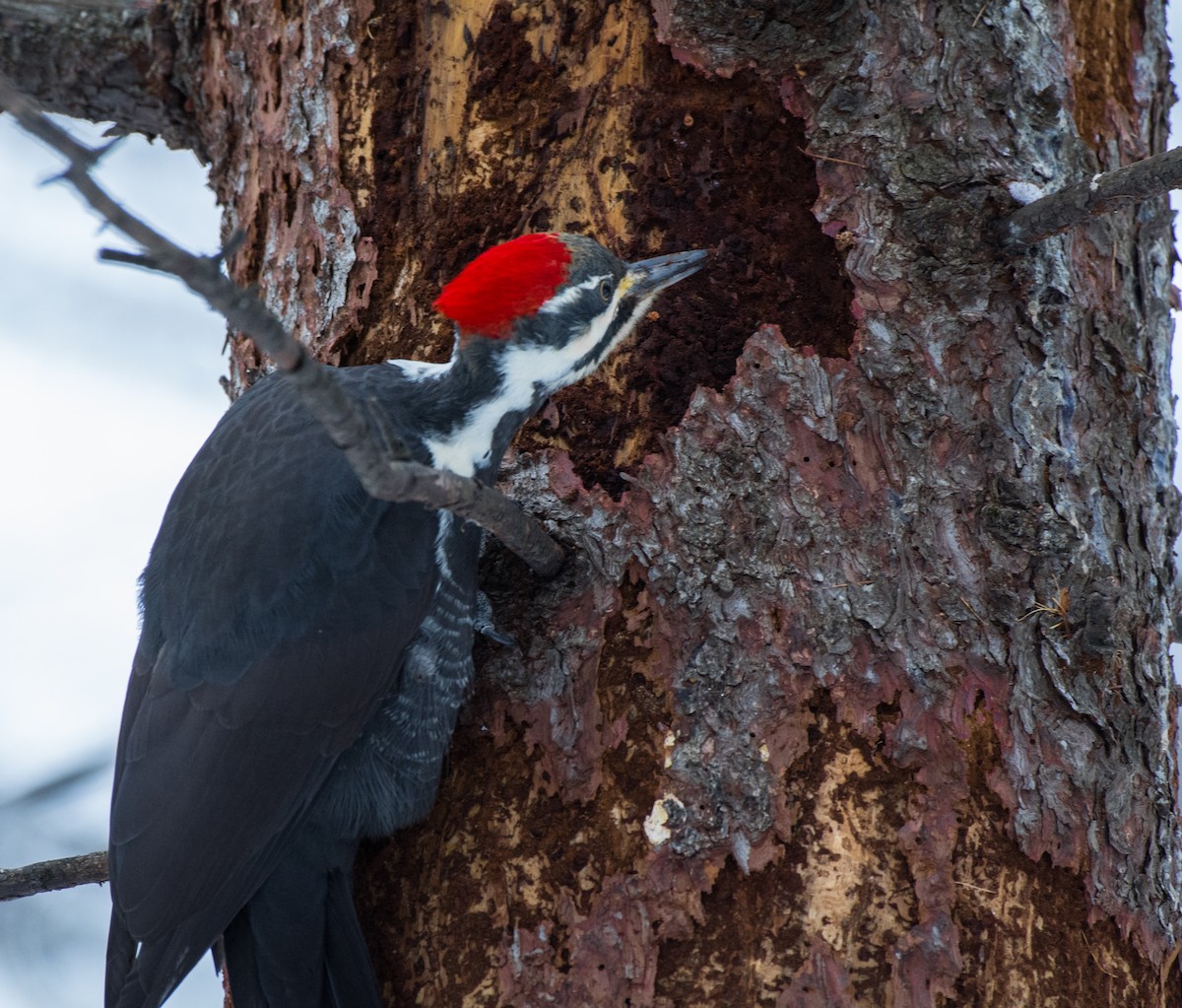 Kuzey Amerika Kara Ağaçkakanı - ML645756019