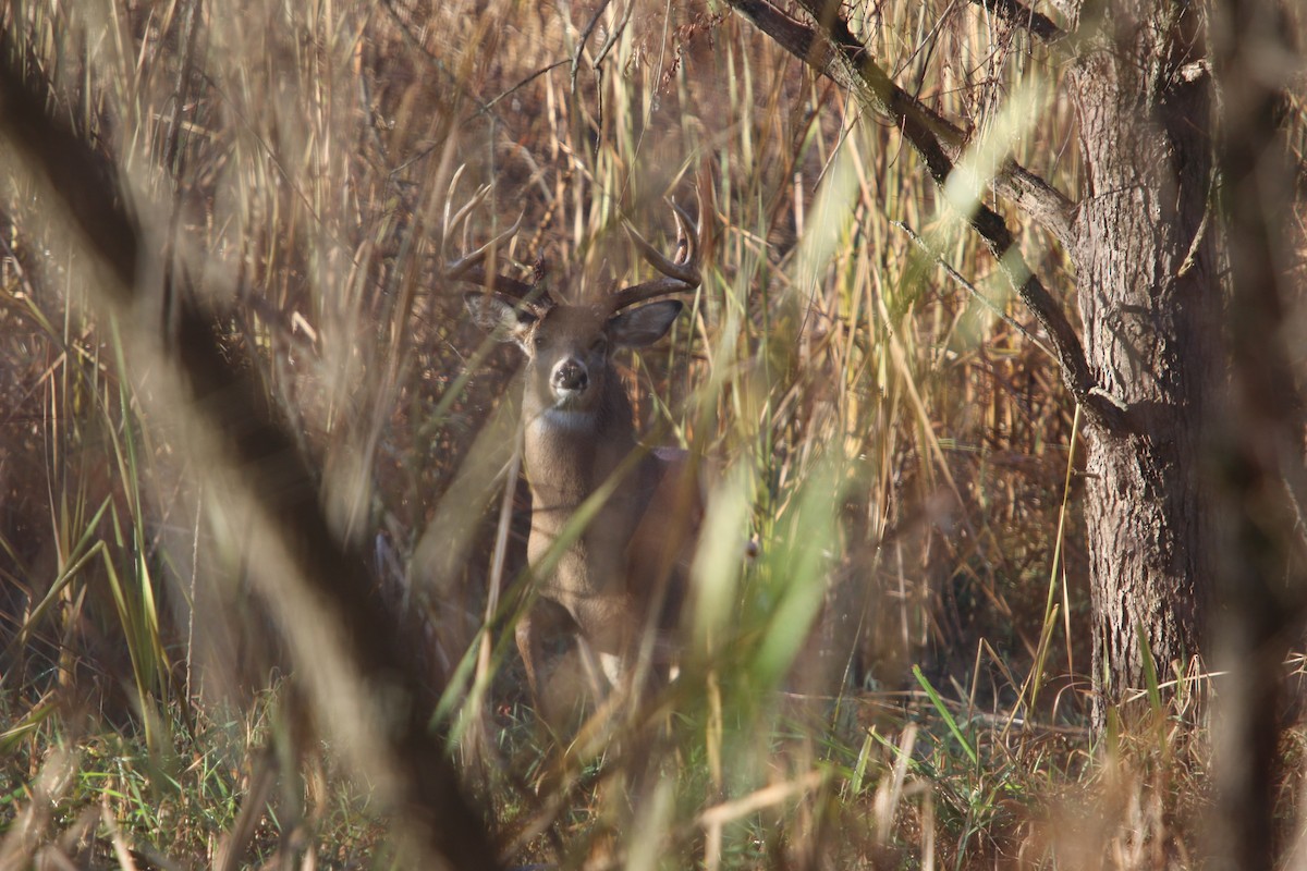 White-tailed Deer - ML645756021