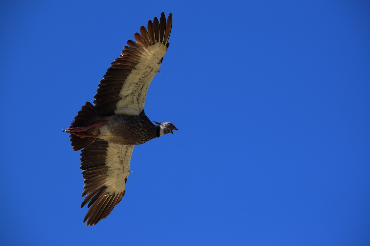 Southern Screamer - ML645756022