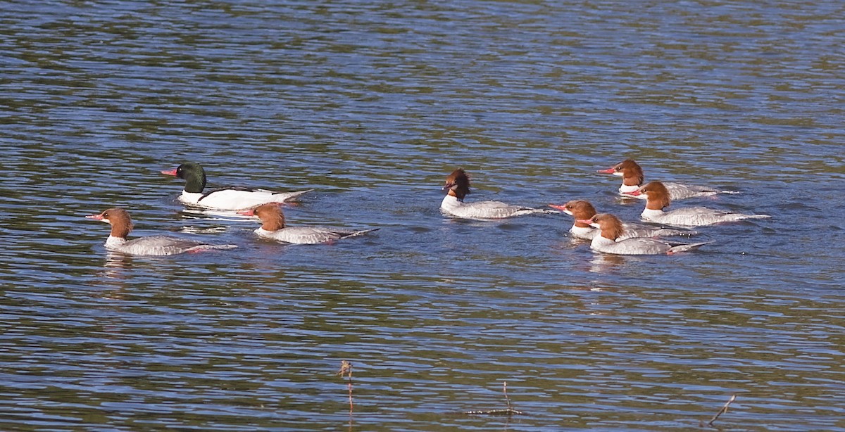 Smergo maggiore - ML645756028