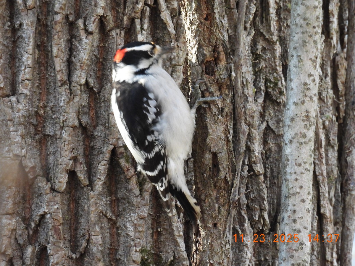 Downy Woodpecker - ML645756029