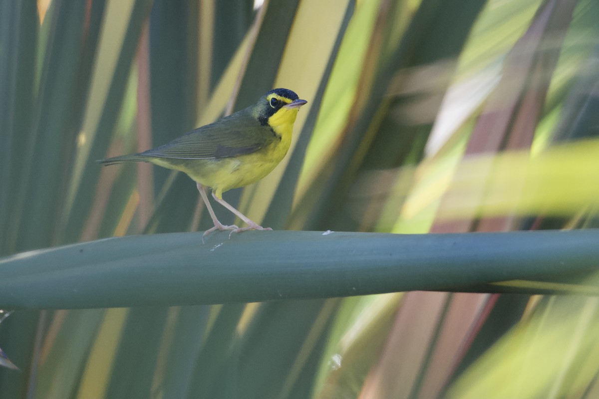 Kentucky Warbler - ML645756032
