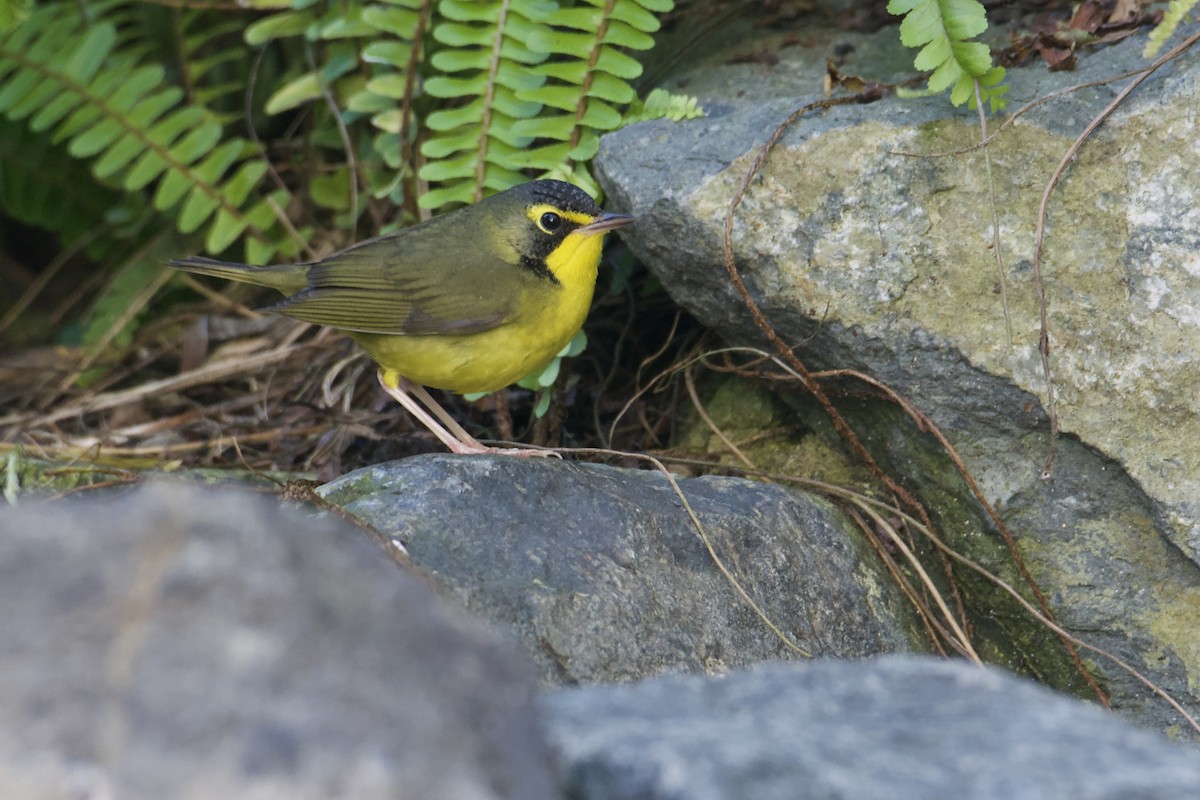 Kentucky Warbler - ML645756034