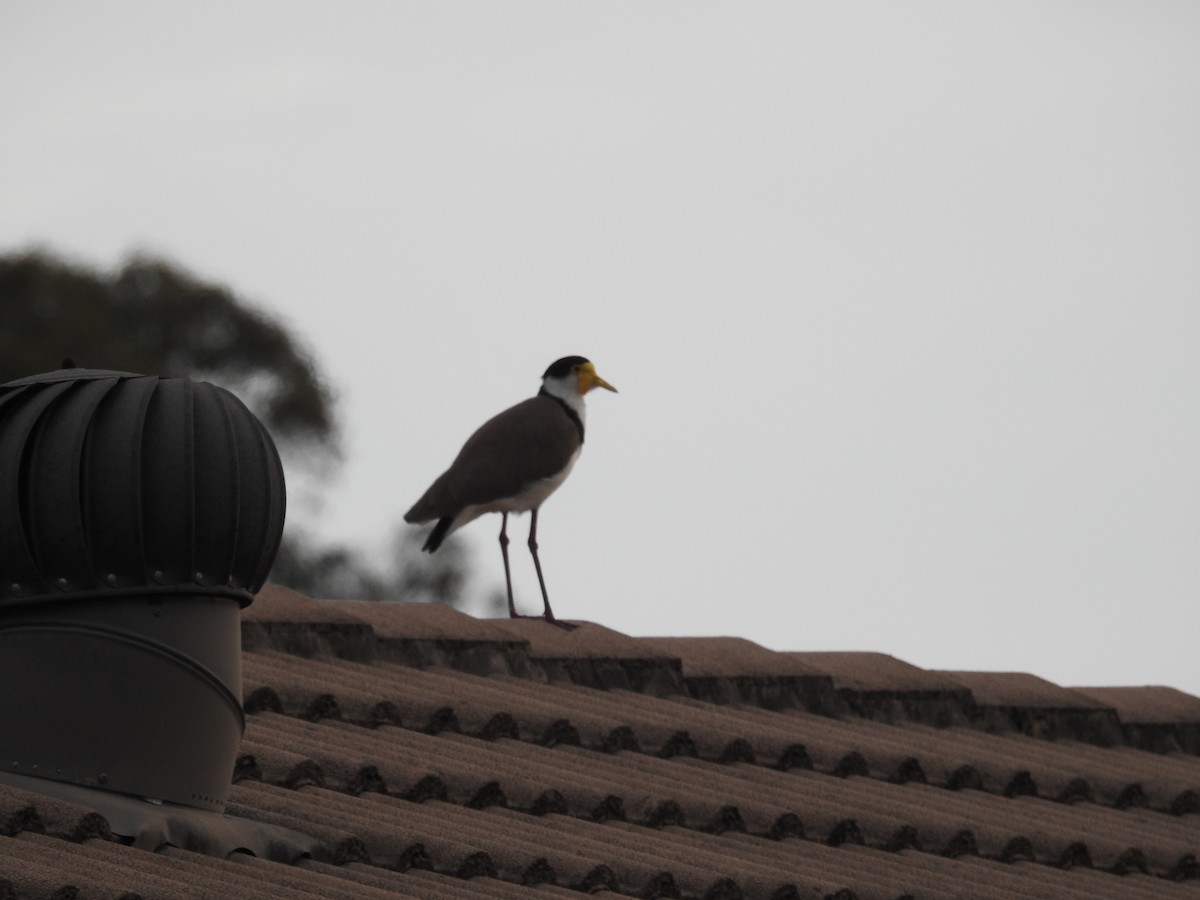 Hegabera maskaraduna - ML645756043