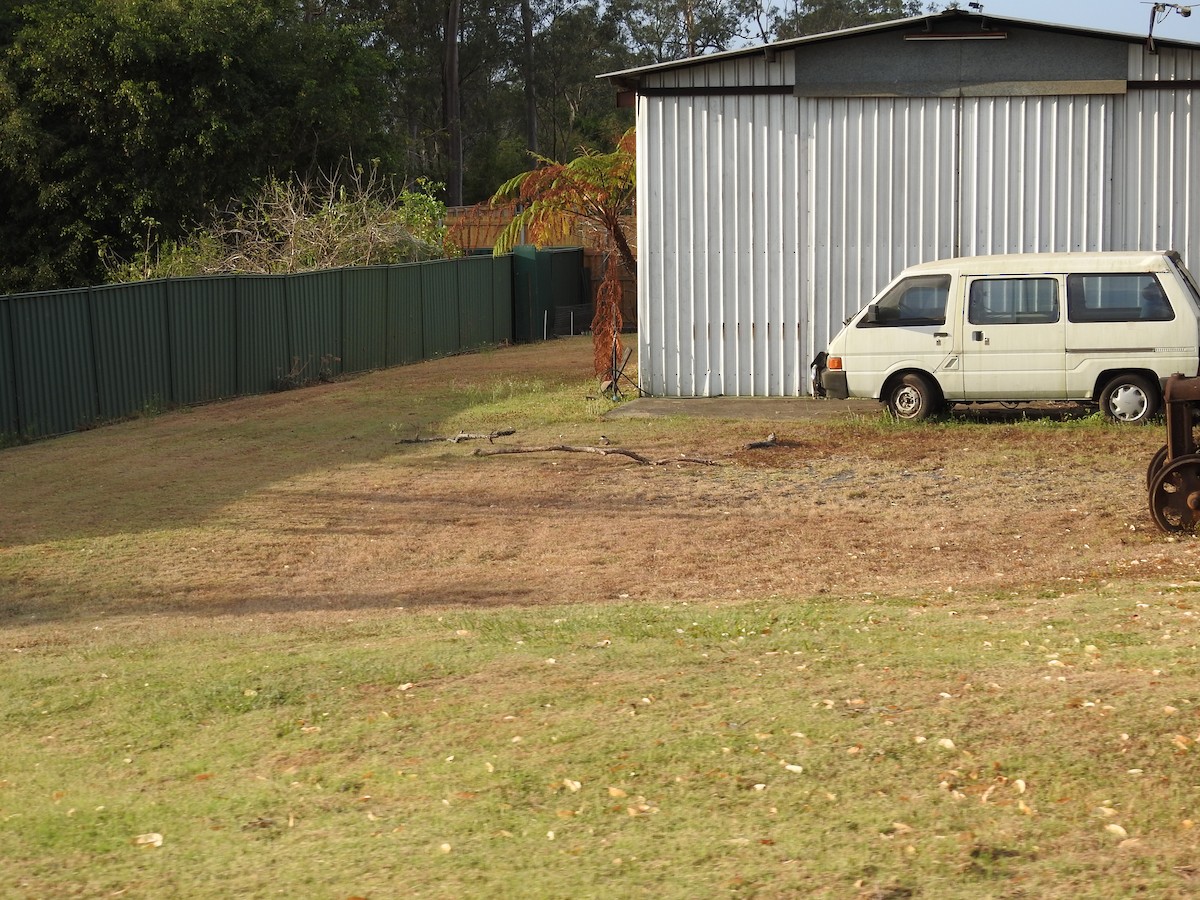 Hegabera maskaraduna - ML645756044