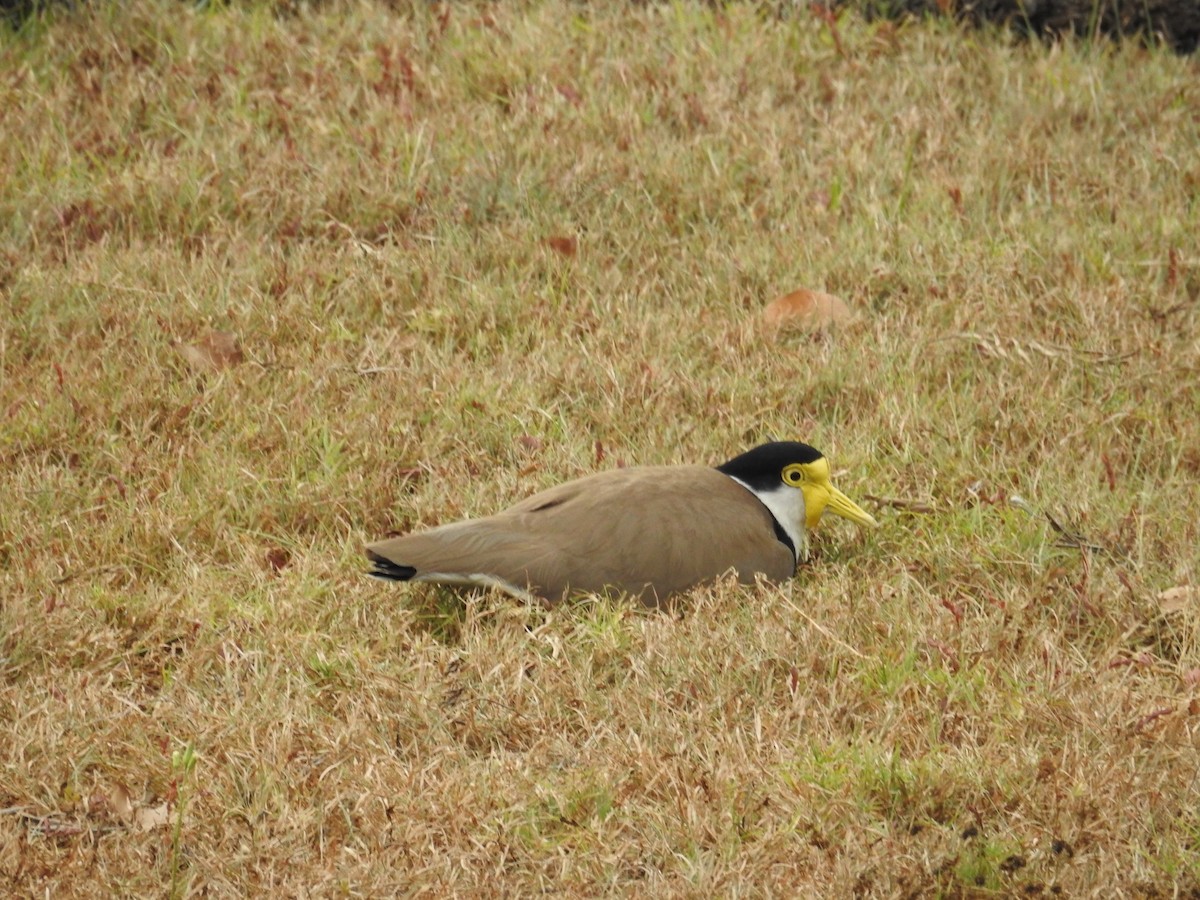 Hegabera maskaraduna - ML645756045