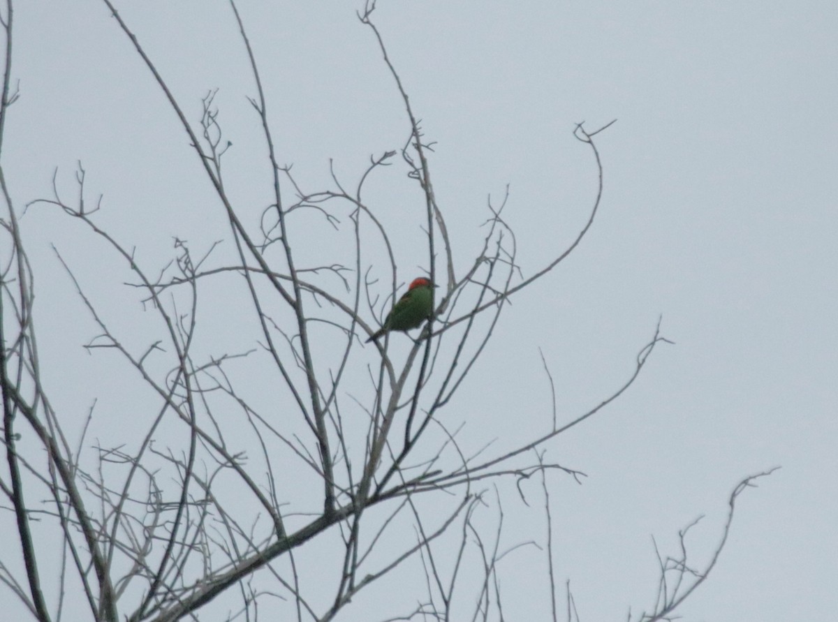 Red-necked Tanager - ML645756048
