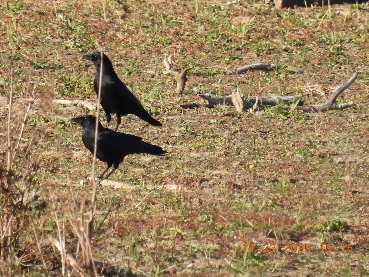 American Crow - ML645756050