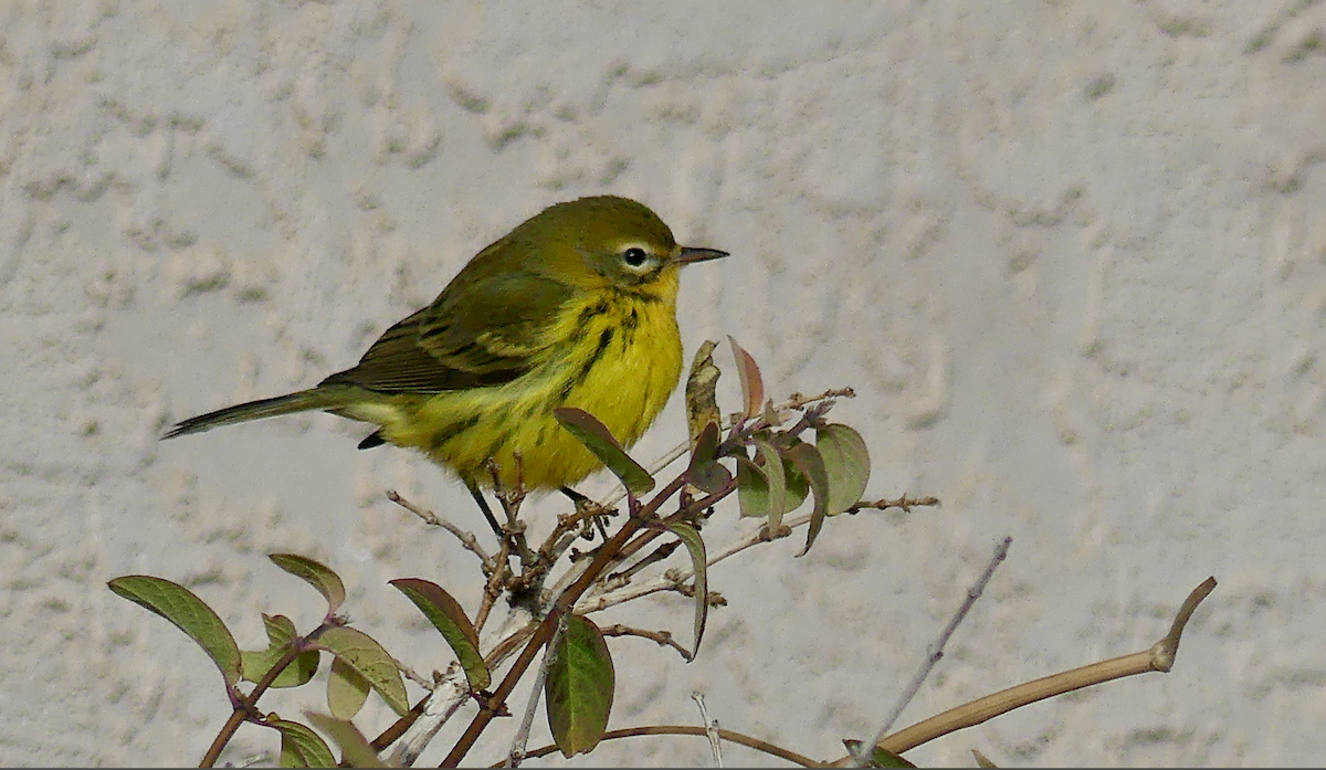 Prairie Warbler - ML645756054