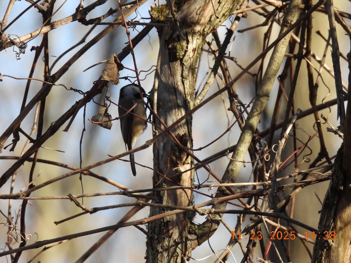 Carolina Chickadee - ML645756058