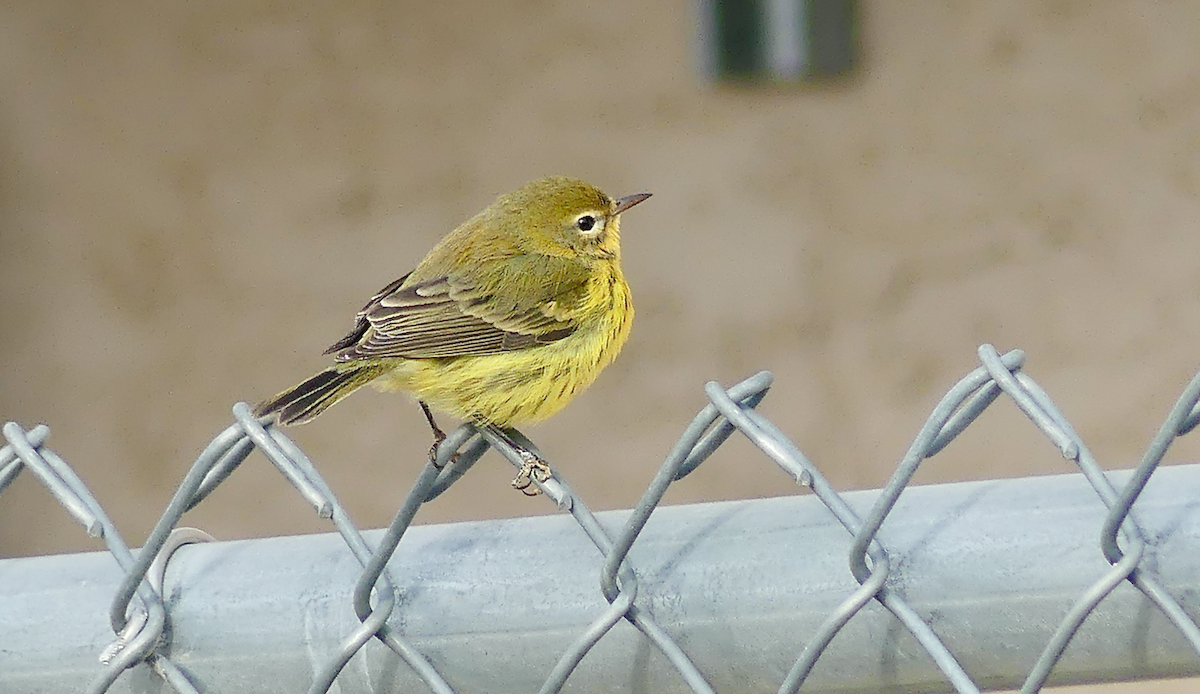 Prairie Warbler - ML645756062