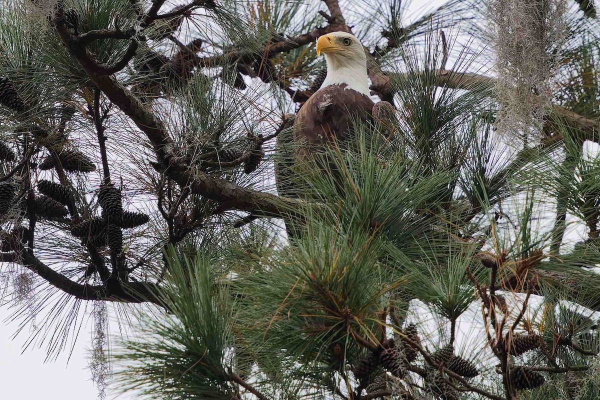 Pygargue à tête blanche - ML645756079